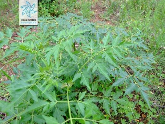 楝（楝科楝属植物 Lian）