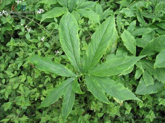 虎掌（天南星科半夏属植物）
