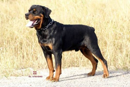 罗威纳犬(犬科犬属动物)