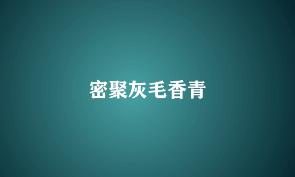 密聚灰毛香青