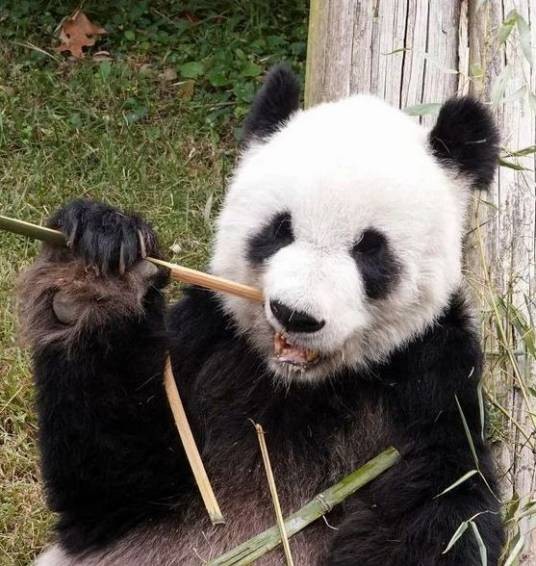 大熊猫乐乐（1998年出生于重庆动物园的雄性大熊猫）