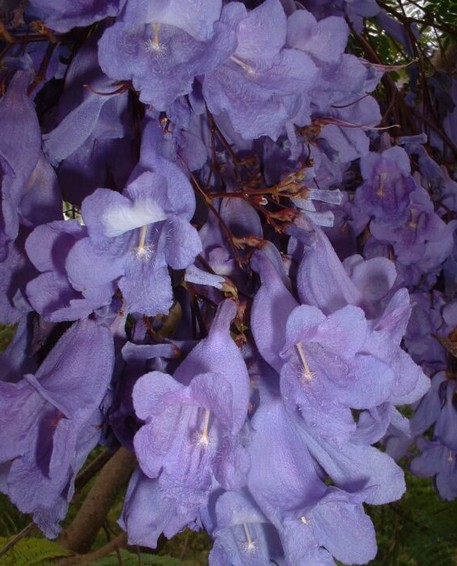 蓝花楹属