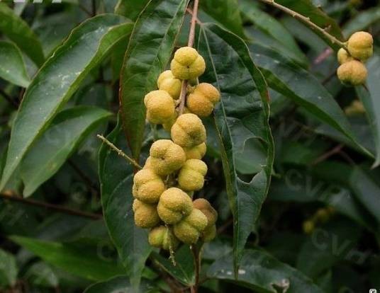 巴豆（大戟科巴豆属植物）