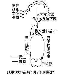 促甲状腺激素
