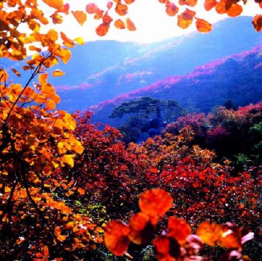 香山红叶（陕西韩城市以黄栌红叶著称的自然景观）