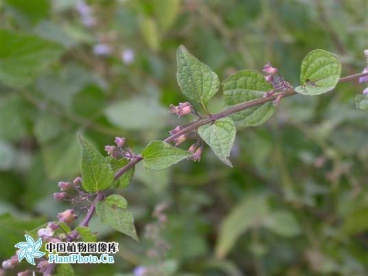 碎米桠