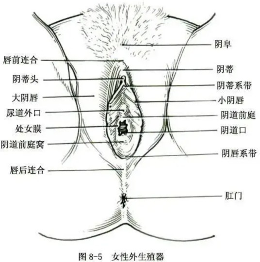 阴道前庭窝