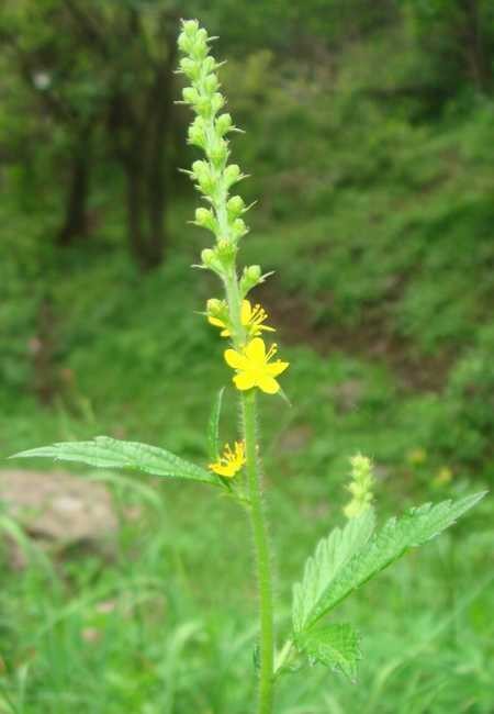 龙牙草