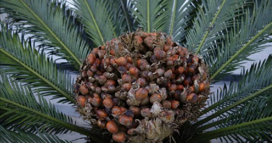 铁树花（中药）