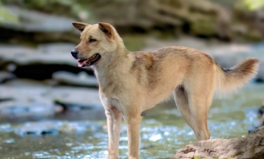 韩国津岛犬