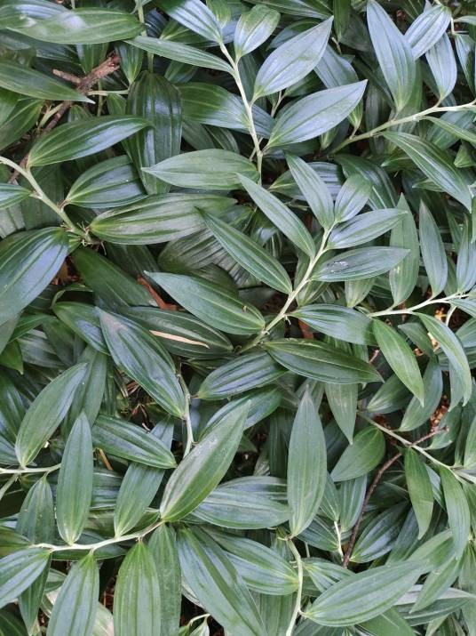 竹根七（天门冬科竹根七属植物）