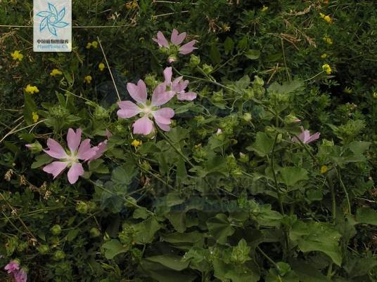 新疆花葵