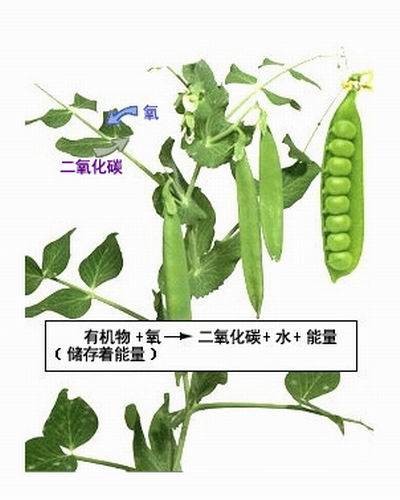 植物呼吸作用