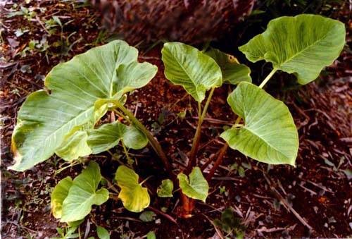 独角莲(天南星科斑龙芋属植物)