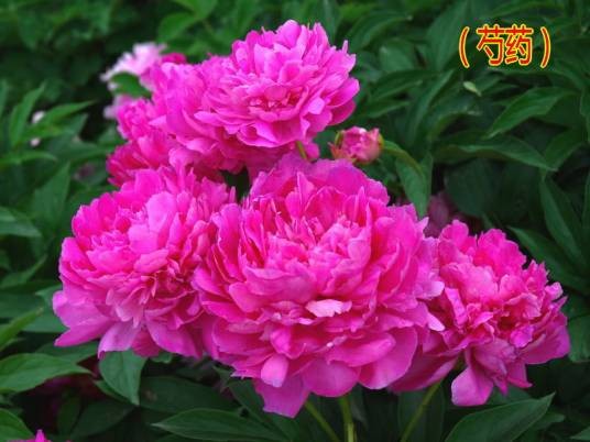 芍药（唐代韩愈诗作）