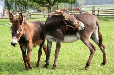 临沂一驴肉馆里逃出一头驴狂奔不止,这说明了什么?