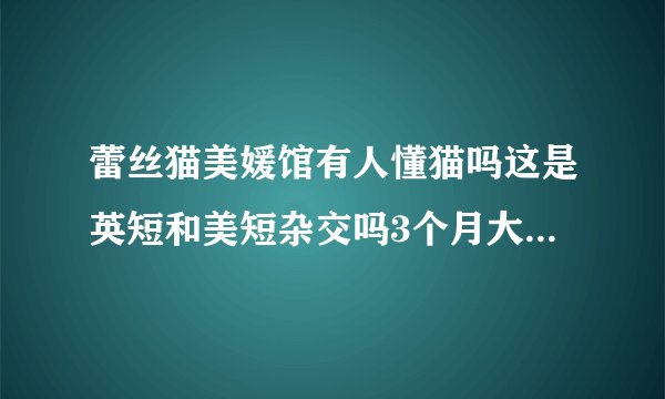 蕾丝猫美媛馆有人懂猫吗这是英短和美短杂交吗3个月大概多少价格合适