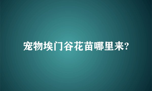 宠物埃门谷花苗哪里来?