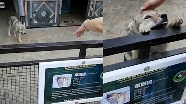 动物园回应“草原狼温驯得像狗”,从中我们可以读出哪些信息?