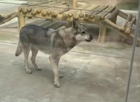 动物园回应“草原狼温驯得像狗”,从中我们可以读出哪些信息?