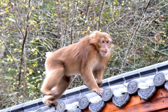 习以成俗什么生肖