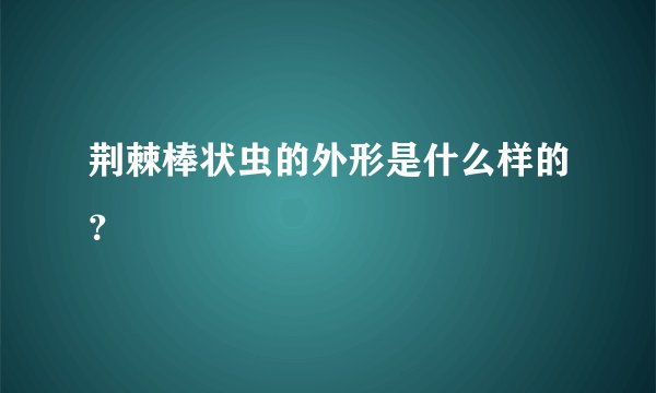 荆棘棒状虫的外形是什么样的？