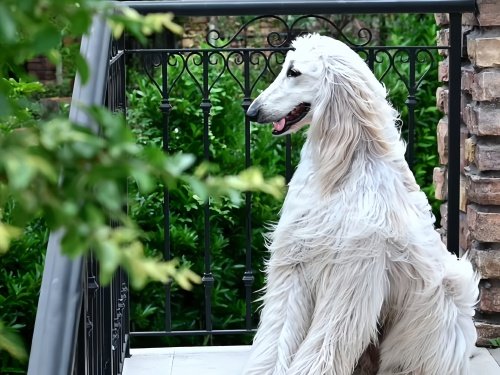 阿富汗猎犬多少钱一只