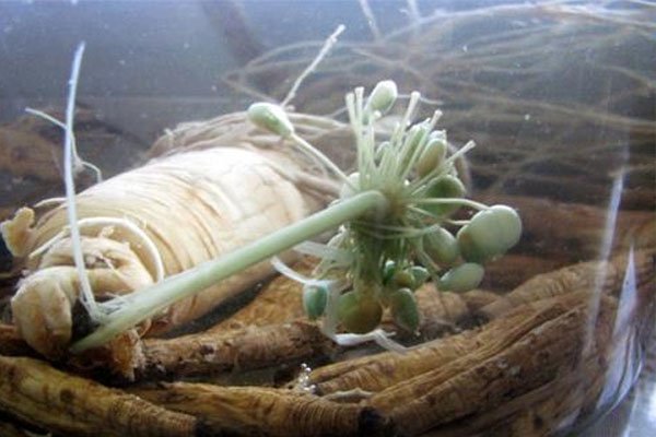 人参泡酒开白花,人参泡酒为何还能生长?