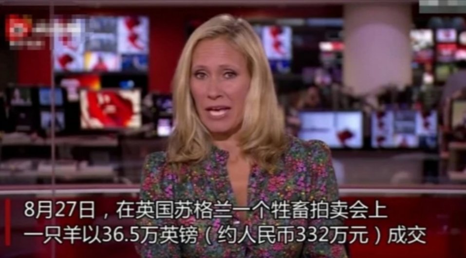 世界上最贵的羊332万元成交，买主是谁？