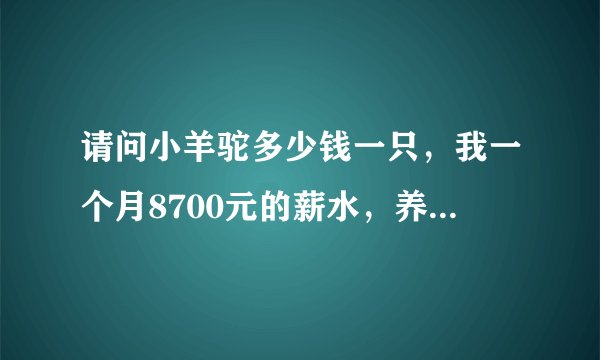 请问小羊驼多少钱一只，我一个月8700元的薪水，养得起吗？