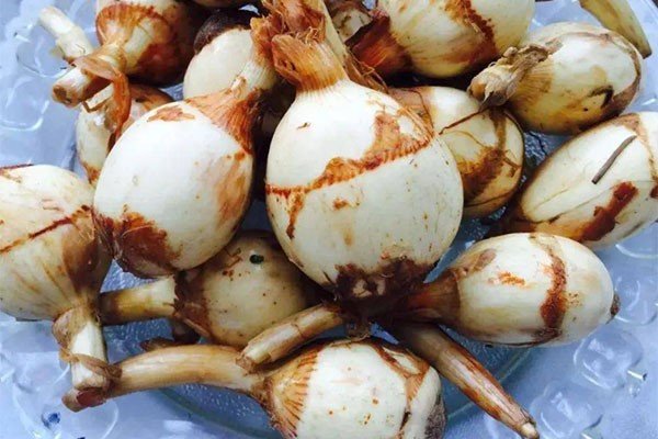 茨菰（茨菰）怎么读？？