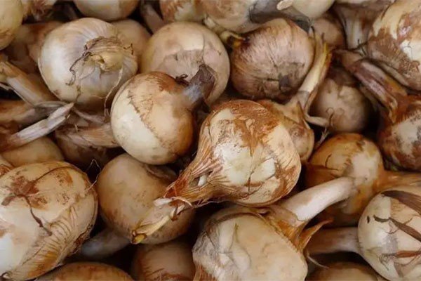 茨菰（茨菰）怎么读？？
