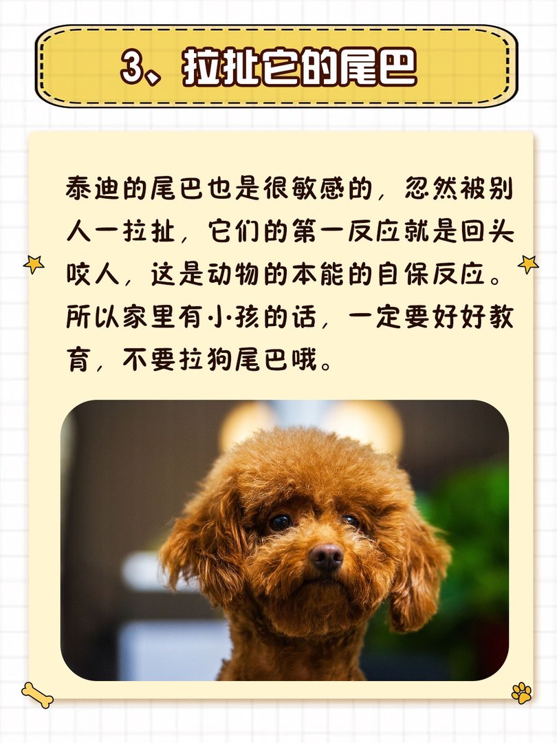 就算和泰迪“很熟”，也不要做这些事！