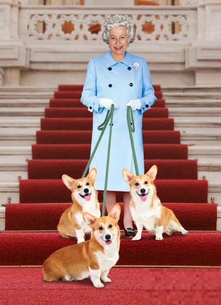 英国皇家犬品种都有哪些？