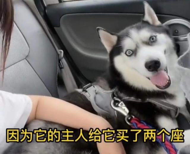 成都女子拼车拼到哈士奇，司机为何却提醒别挤到它？