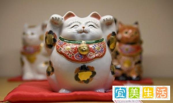 买猫不求人:猫咪鉴别大全日本短尾猫