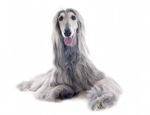 阿富汗猎犬多少钱一只