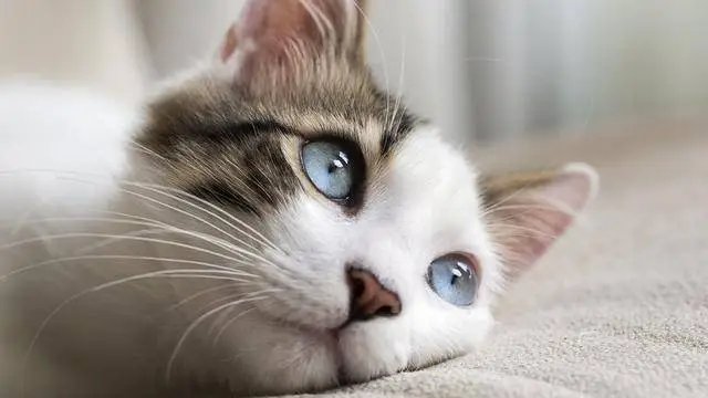 猫咪为什么可以长时间不眨眼睛?