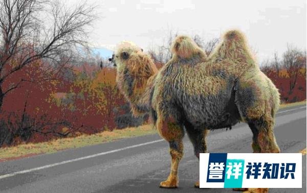 于月仙车祸去世原因深度分析，为何坐在最安全位置却没保住安全？