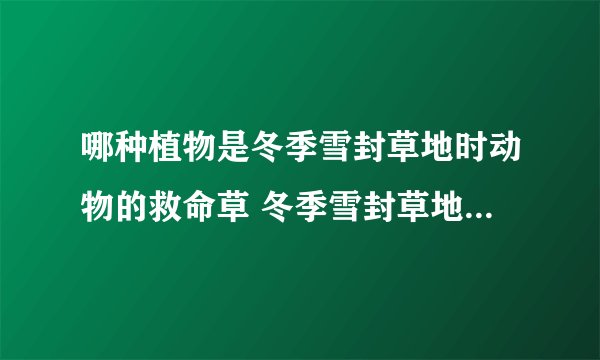 哪种植物是冬季雪封草地时动物的救命草 冬季雪封草地时动物的救命草的简介