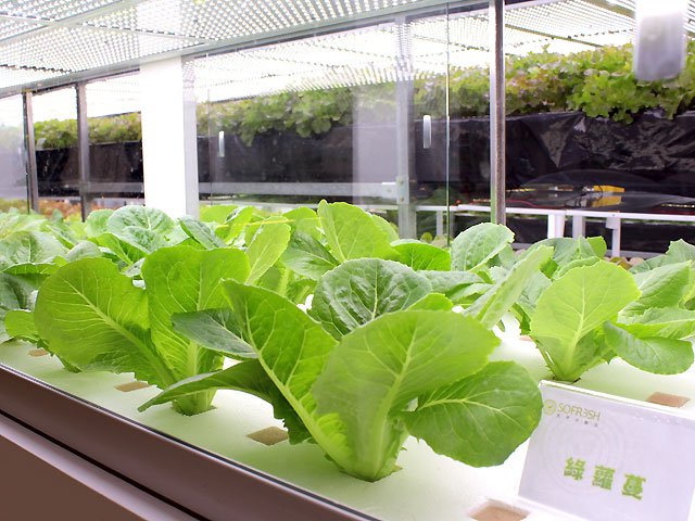 江苏一女子建植物工厂让菠菜一年长22茬,她是如何做到的?