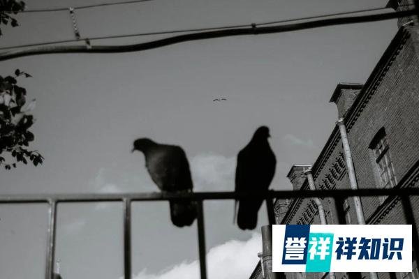 看过《刺杀小说家》，你了解它的原著小说吗？