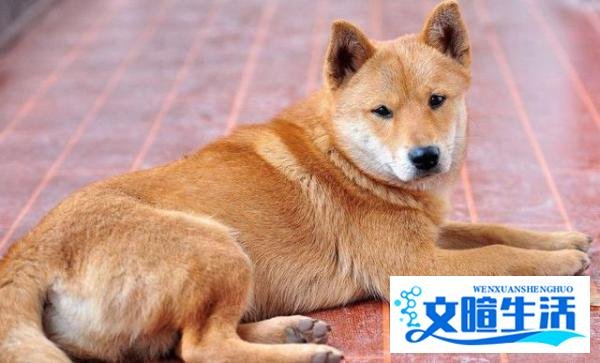 为什么老一辈人都说,狗不能养10年?原来有这些道理