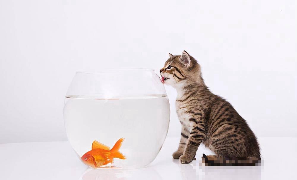 猫咪爱吃鱼是什么原因
