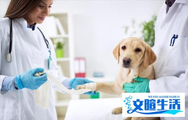 为什么老一辈人都说,狗不能养10年?原来有这些道理