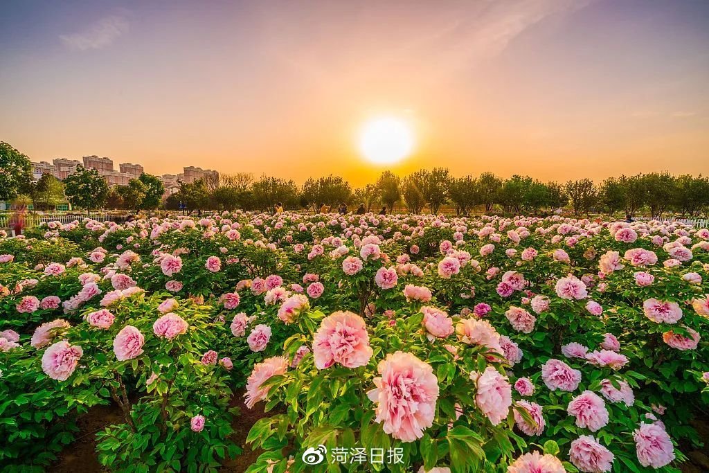 五一去菏泽看牡丹晚不晚
