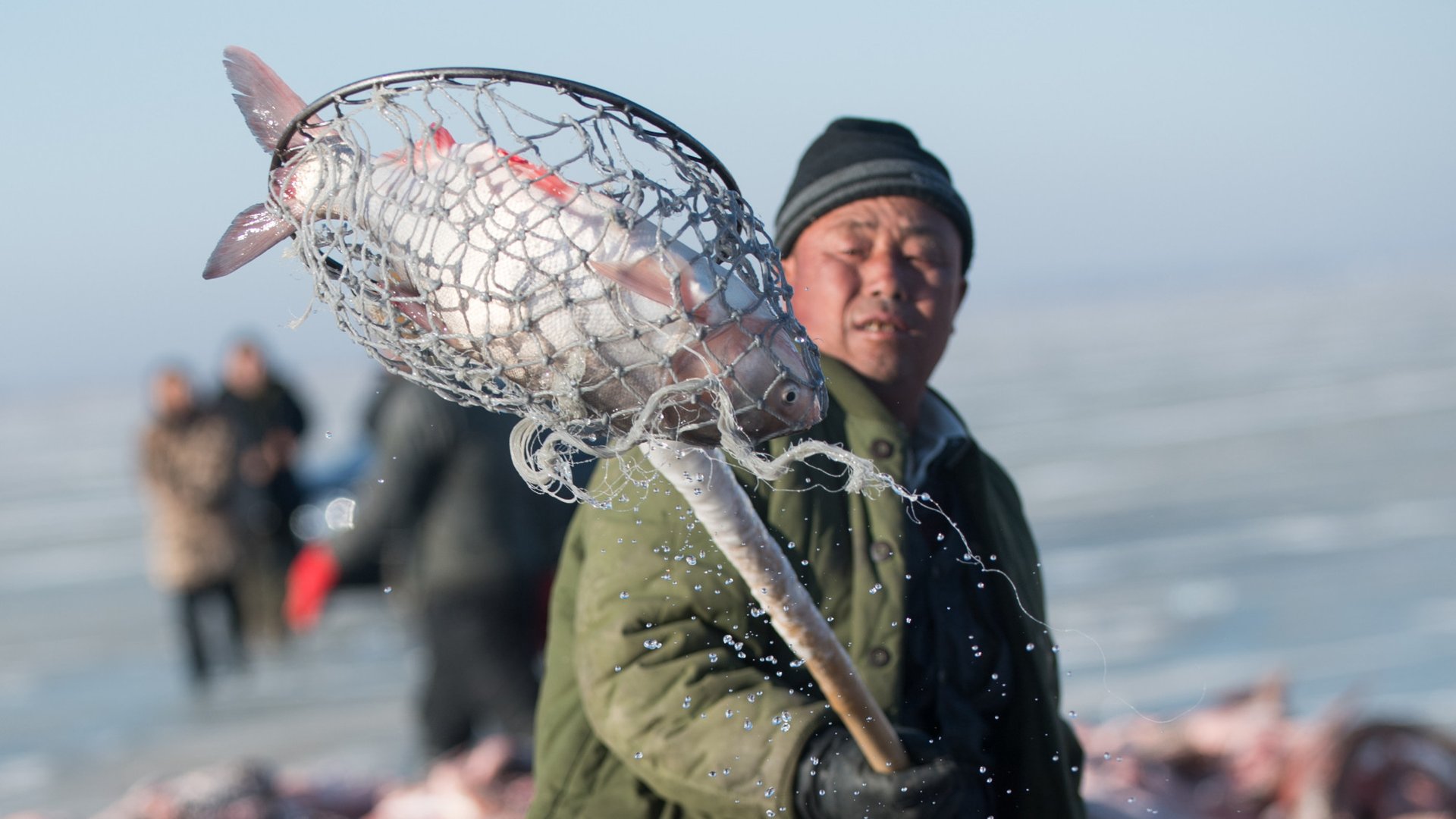 查干湖头鱼是什么鱼