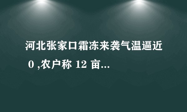 河北张家口霜冻来袭气温逼近 0 ,农户称 12 亩西葫芦被冻