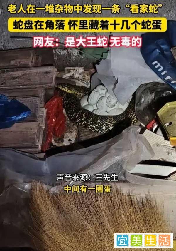老人在杂物中发现一条“看家蛇”,旁边还有十几颗蛇蛋