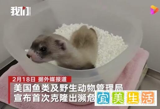 美国首次成功克隆濒危动物 究竟咋回事？